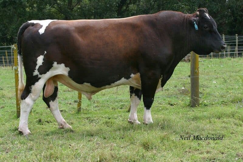 Australian Friesian Cow