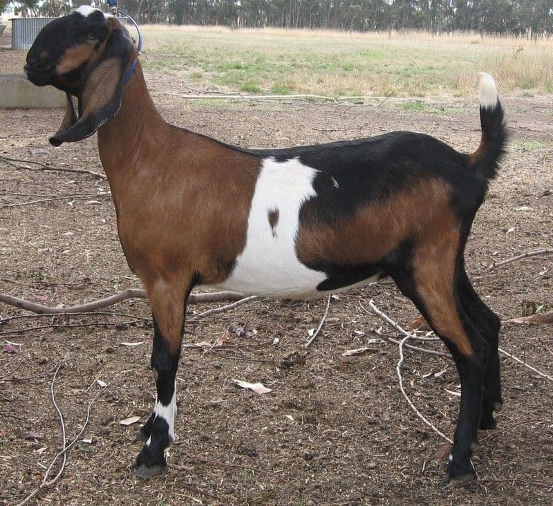 Small Deshi Goat