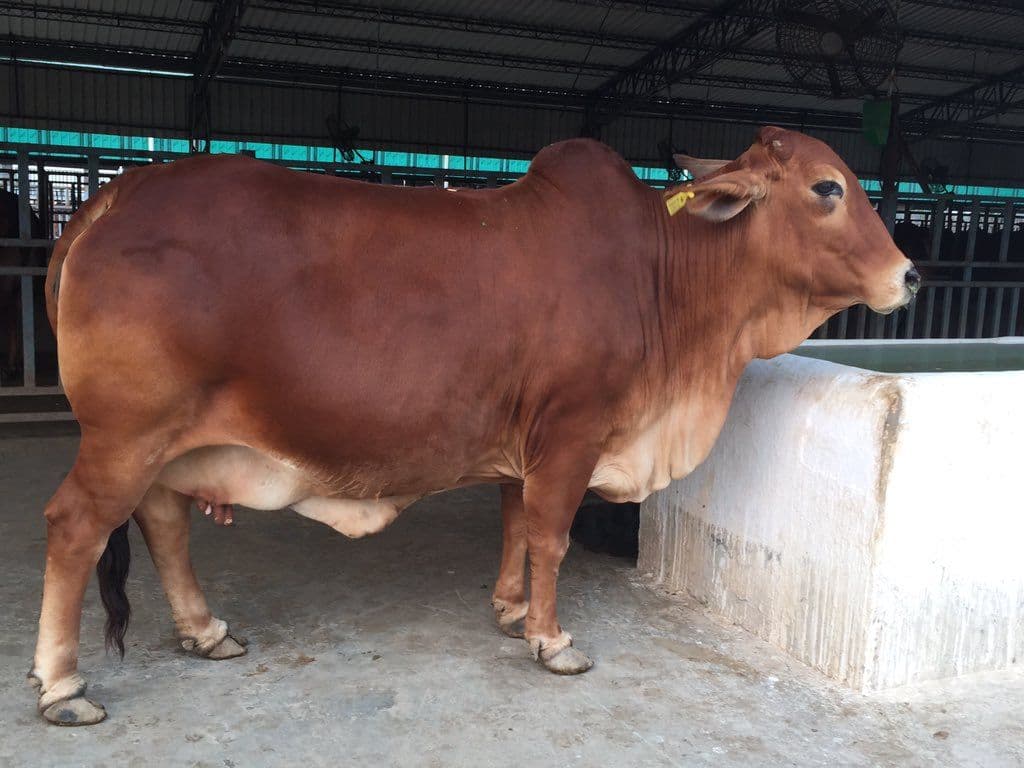 Sahiwal Premium Cow