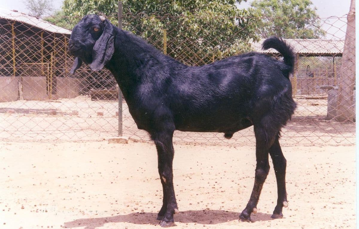Black Bengal Goat