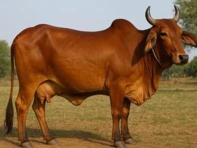 Deshi Red Cow