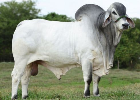 Hybrid White Cow