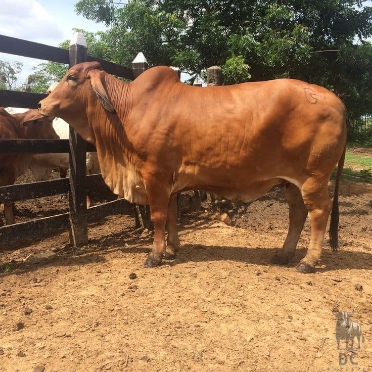 Deshi Shahi Cow